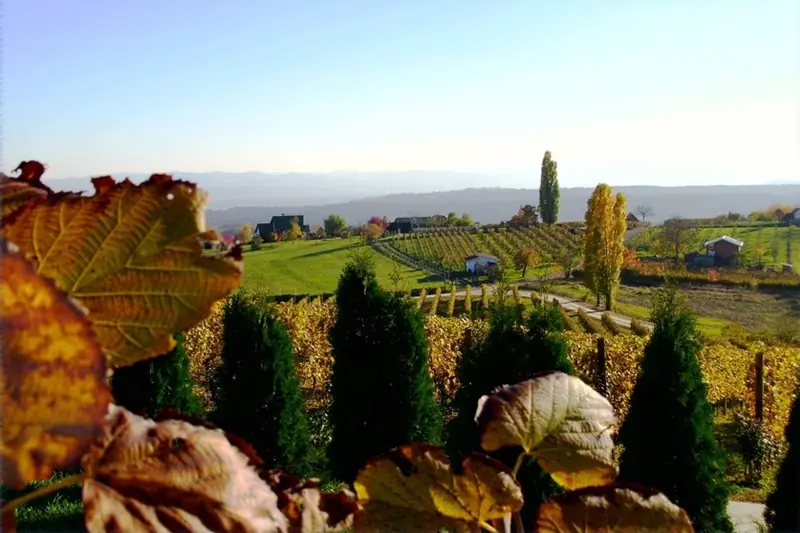 Autumn vineyards on Požeška gora in the Požega valley, Slavonia