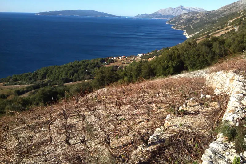 Dingač vineyards on steep slopes above the sea, Pelješac